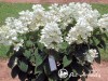 Hortenzija šluotelinė ,White Diamonds' (lot. Hydrangea paniculata)